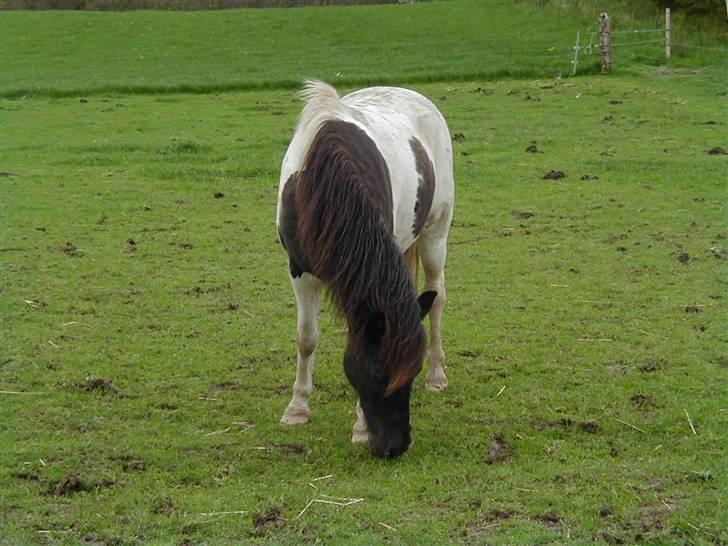 Anden særlig race James Willy Jones - R.I.P billede 11