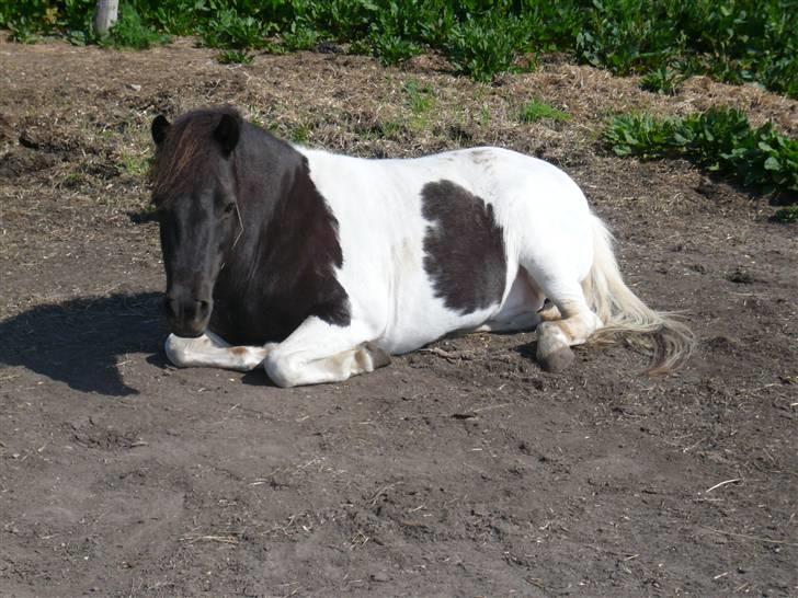 Anden særlig race James Willy Jones - R.I.P billede 12