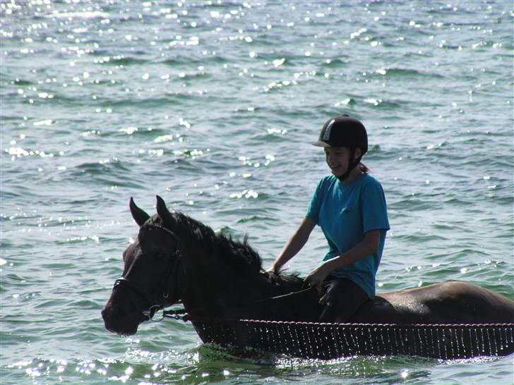 Dansk Varmblod GoldenEye<3<3<3 Himmelhest <3 - 31/8-2008   billede 17
