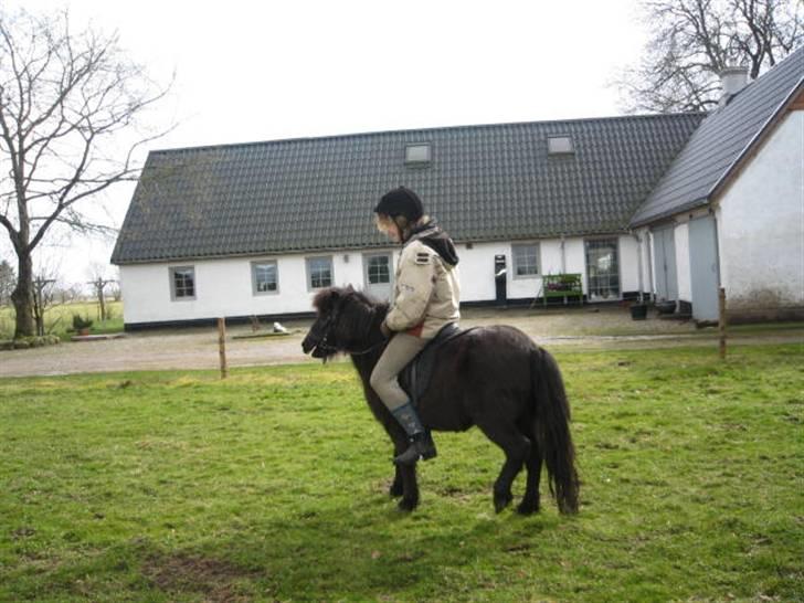 Shetlænder Mille    ~Solgt :'(~ - Jeg rider på Mille . Vi skridter her(:       Marts 08 billede 15