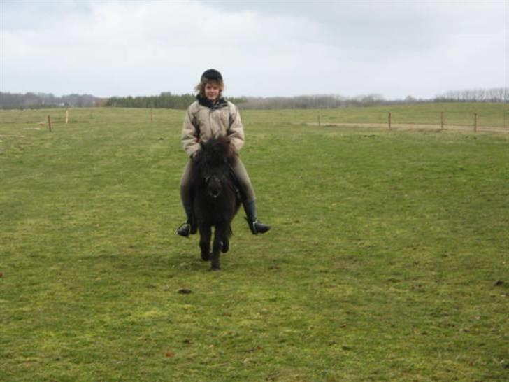 Shetlænder Mille    ~Solgt :'(~ - Jeg rider på Mille . Vi traver her(:       Marts 08 billede 16