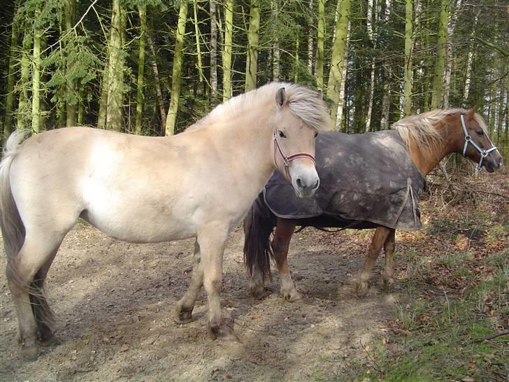 Fjordhest Højgårds Gabby billede 13