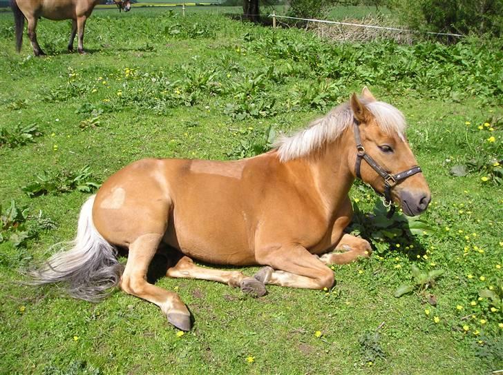 Palomino  | Golden Beauty billede 11