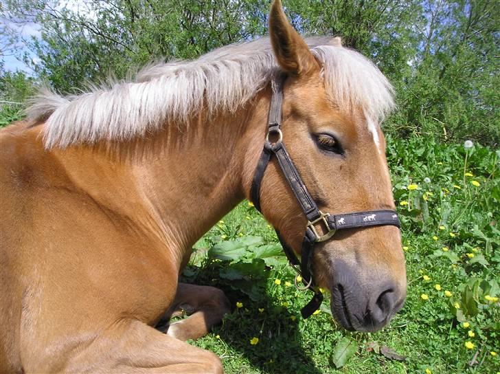 Palomino  | Golden Beauty billede 12