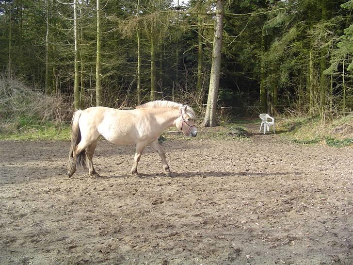 Fjordhest Højgårds Gabby billede 14