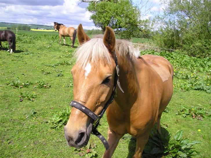 Palomino  | Golden Beauty billede 14