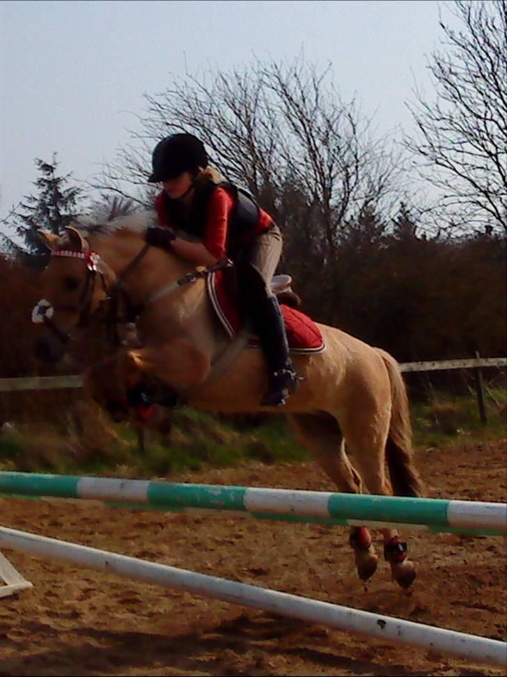 Anden særlig race daisy  - 10)såå godt billed daisy du er alt  fotograf:Chriine Resee billede 10