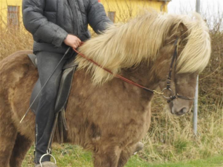 Islænder sindri fra øxl - dette er min sindri billede 1