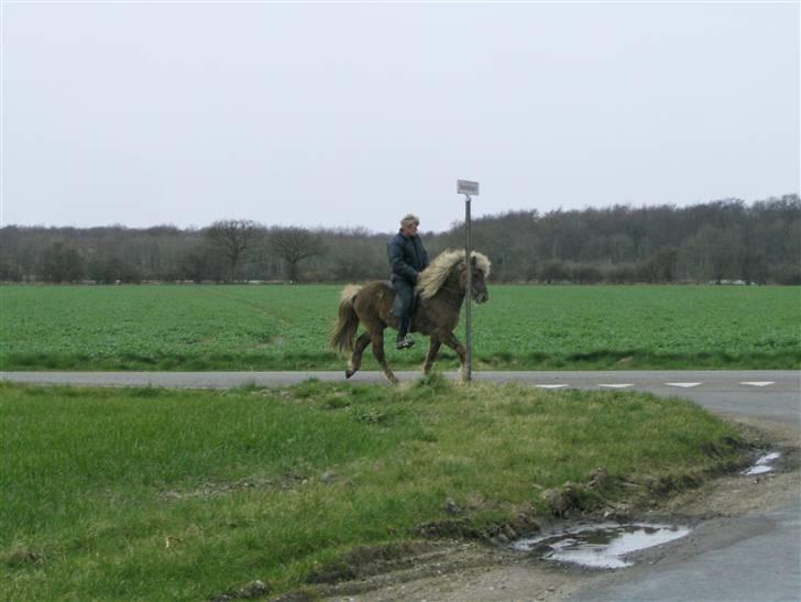 Islænder sindri fra øxl - sindri nyder at blive redet så godt af en prov.... billede 2