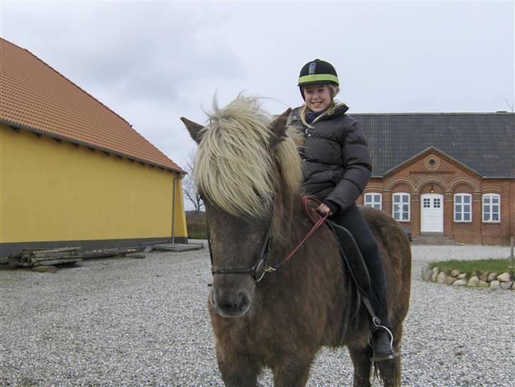 Islænder sindri fra øxl - Seeeee..........nu rider jeg ham for første gang! billede 3