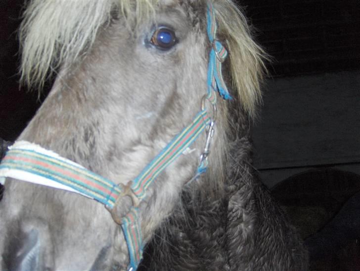 Islænder sindri fra øxl - min ejen lille is-mulle :-) billede 4