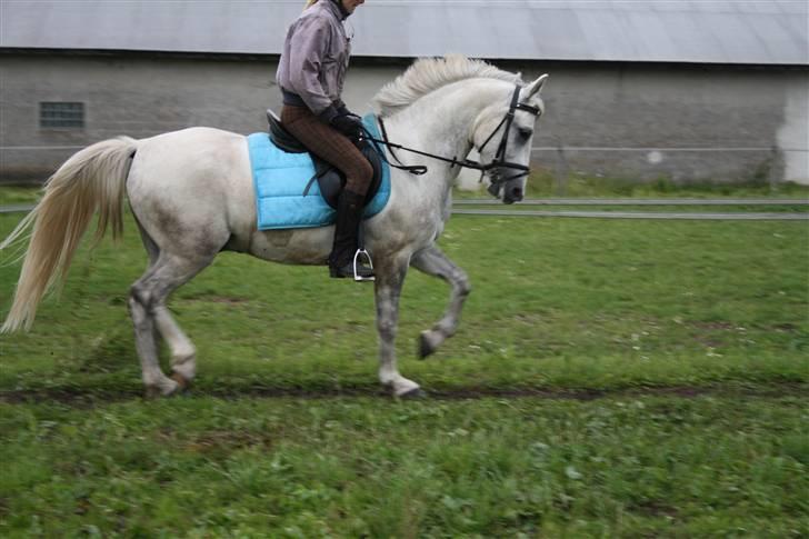 Anden særlig race | Filur - Piaff til dressur træning på hjemmebane. billede 17