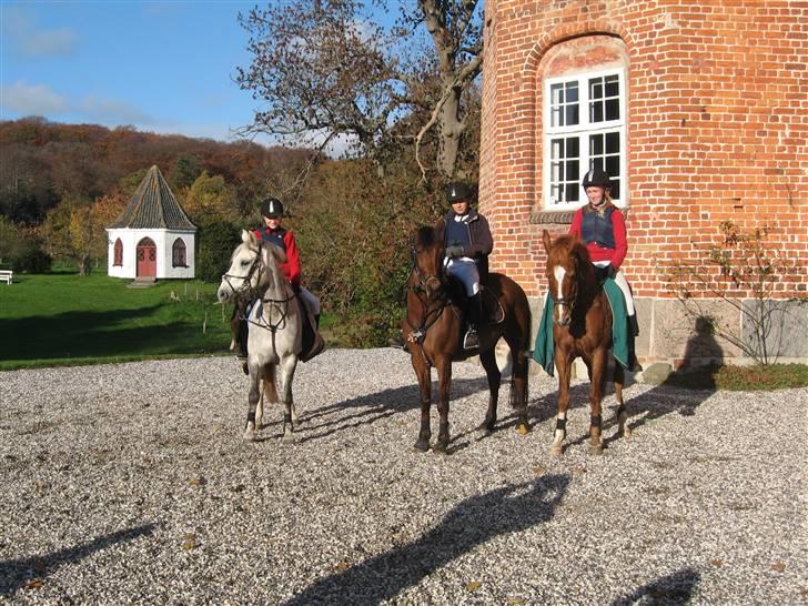 Anden særlig race | Filur - Efter jagt. billede 19