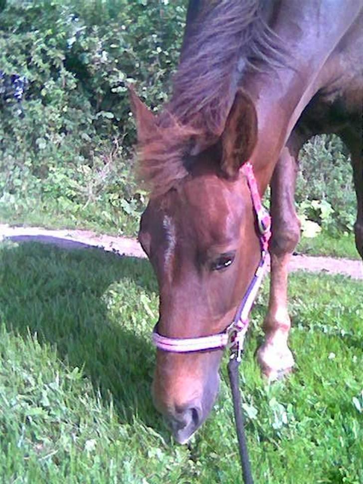 Anden særlig race Willow <3 Solgt billede 2