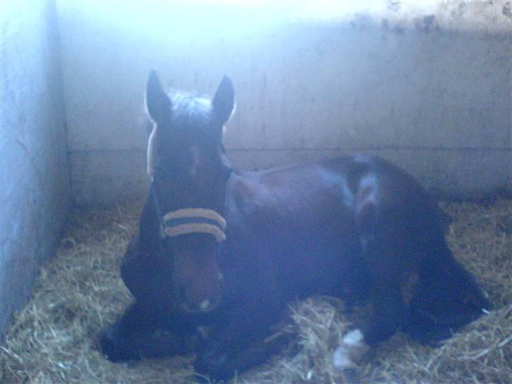 Anden særlig race Willow <3 Solgt - Fra den dag jeg fik Willow <´3 billede 3