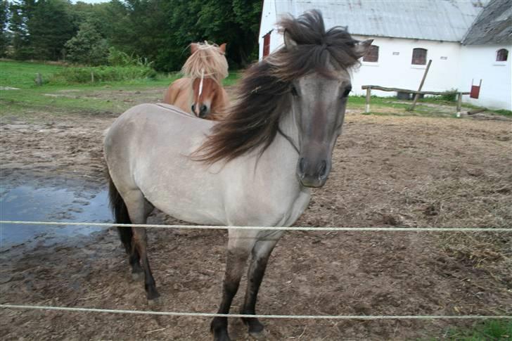 Islænder Litfrid fra Kjærsgård  - sommer pels.  billede 15