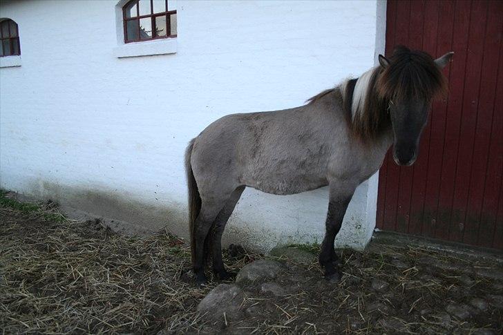 Islænder Litfrid fra Kjærsgård  billede 17