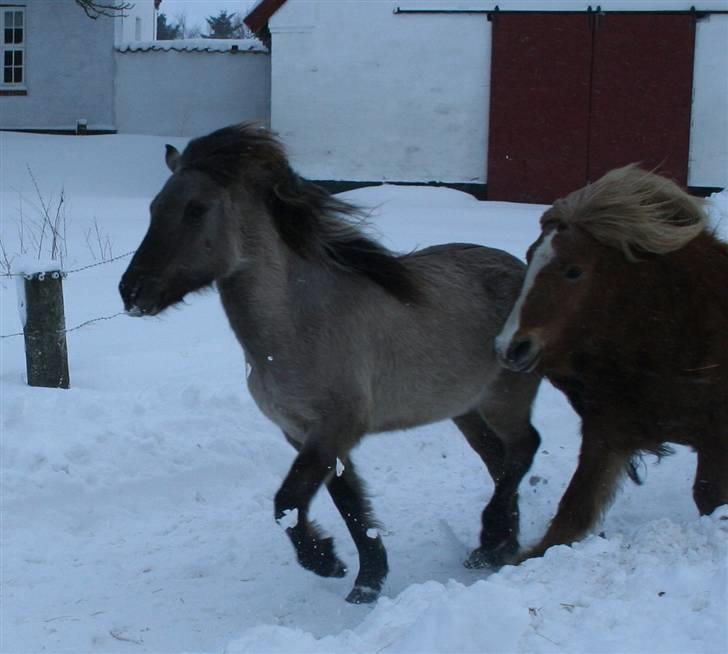 Islænder Litfrid fra Kjærsgård  billede 18