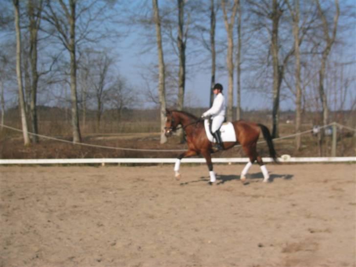 Trakehner Elexandra *SOLGT* billede 1