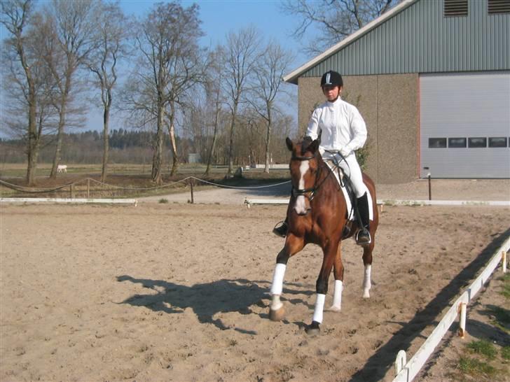 Trakehner Elexandra *SOLGT* billede 2