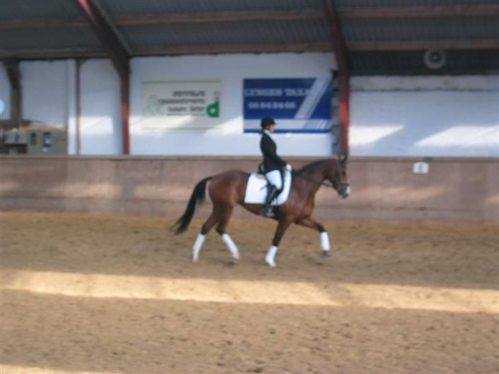 Trakehner Elexandra *SOLGT* billede 3