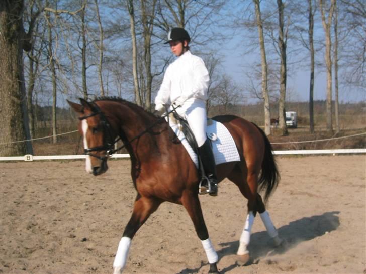 Trakehner Elexandra *SOLGT* billede 4