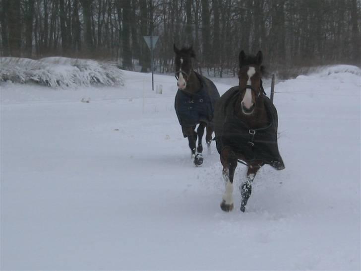 Trakehner Elexandra *SOLGT* billede 5