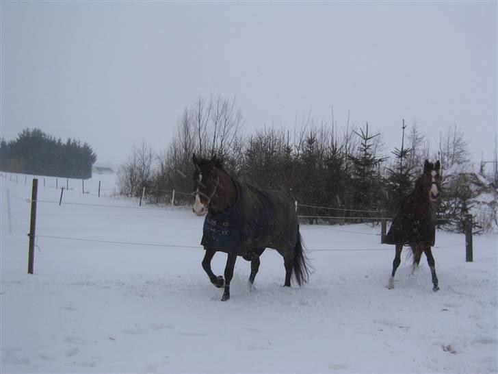 Trakehner Elexandra *SOLGT* billede 6