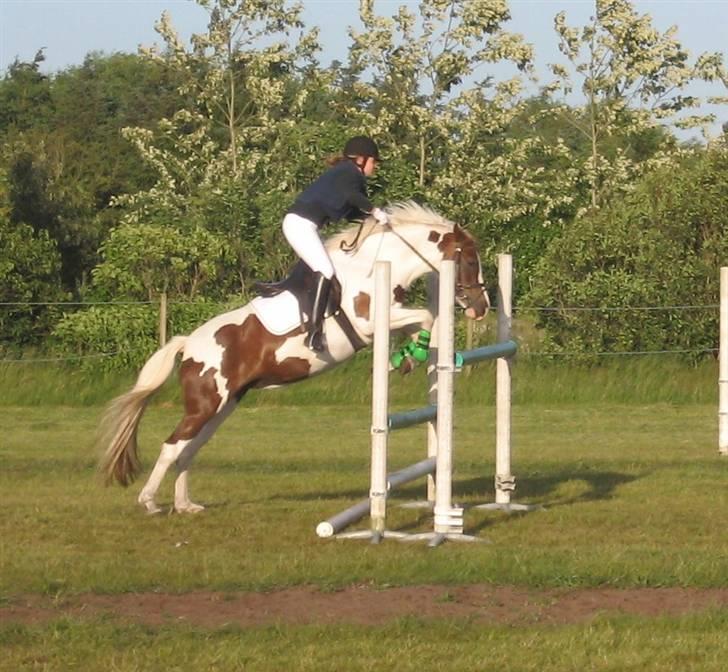 Pinto Medusa (Solgt)  - 125 cm (Juni 09) billede 13