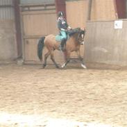 DSP Bæklunds Lombard