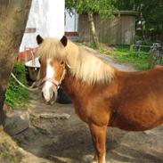 Anden særlig race Sasha  *gammel passer*:'(