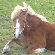 Anden særlig race Sasha  *gammel passer*:'(