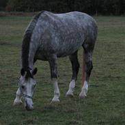 Anden særlig race Troja i hestehimmel