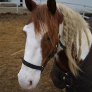 Anden særlig race Akito