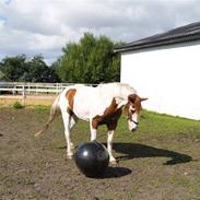 Anden særlig race Akito