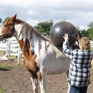 Anden særlig race Akito