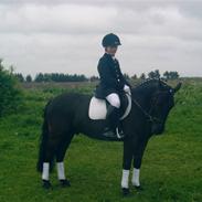 Anden særlig race Bastian (Solgt)