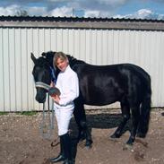 Anden særlig race Bastian (Solgt)