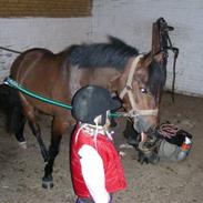 Anden særlig race pontus