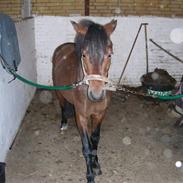 Anden særlig race pontus