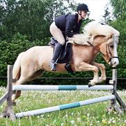 Islænder Storgaardens Glama