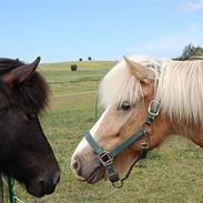 Islænder Storgaardens Glama