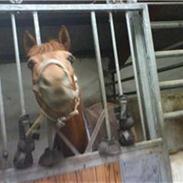 Hollandsk Sportspony Shakira R.S