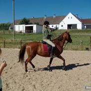 Hollandsk Sportspony Shakira R.S