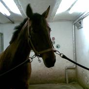 Anden særlig race Romeo