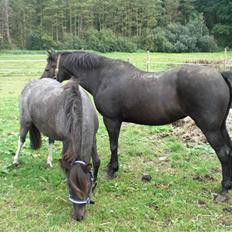 Anden særlig race Speedy 