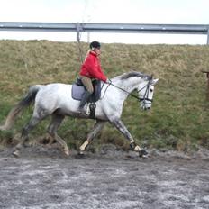 Dansk Varmblod Brunshøj Guiseppo (SOLGT)