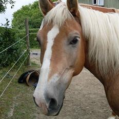 Haflinger Nelly *Venindes*