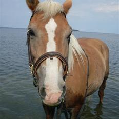 Haflinger Nelly *Venindes*
