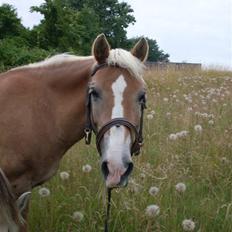 Haflinger Nelly *Venindes*